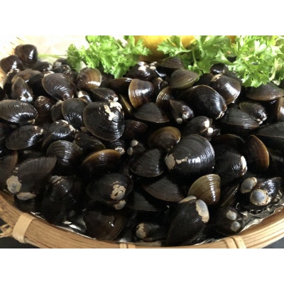 【毎月定期便】2代目漁師の厳選した無添加大粒しじみ貝　1kg(500g×2袋)全10回