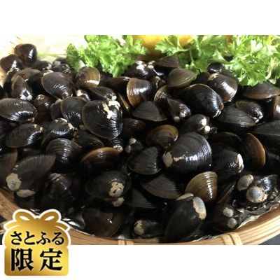 【毎月定期便】【さとふる限定】人気・2代目漁師の厳選した北の味覚をお届け 大粒しじみ貝全6回