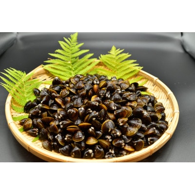 【毎月定期便】【さとふる限定】人気・2代目漁師の厳選した北の味覚をお届け 大粒しじみ貝全6回