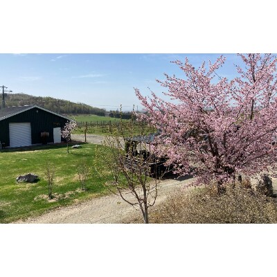 桜夢雫　緋色　1本750ml