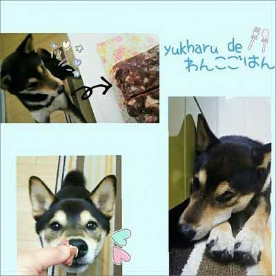 yukharuわんこごはんセット【わんちゃんペットフード】