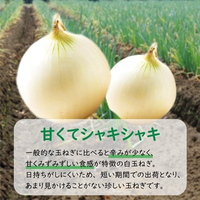 ところのしろたま 5kg