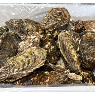 【さとふる限定】サロマ湖産2年牡蠣 約6kg(約36～54個)