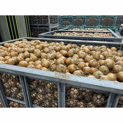 【先行受付】JAきたみらい産 玉ねぎ Lサイズ 10kg