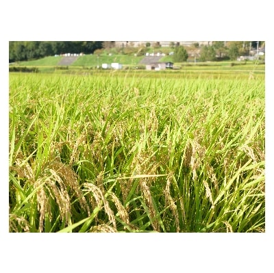 【京都山城産】西井米穀店　ひのひかり5kg