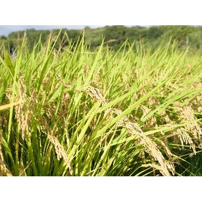 【京都山城産】とれたてヒノヒカリ(10kg)送ります