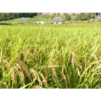 【京都山城産】とれたてヒノヒカリ(10kg)送ります