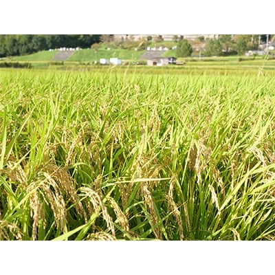 2022年9月発送開始『定期便』【京都府山城産】とれたてヒノヒカリ(10kg)全3回