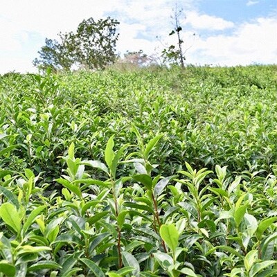 【京都産】加茂自然農園 和CHAセット(5種類)