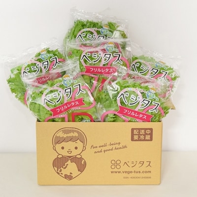 シャキッ!ベジタス フリルレタス6個×2セット 京都府木津川市産