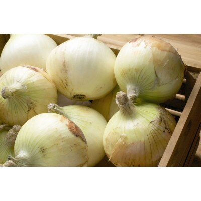 京野菜  新玉ねぎ  5kgセット