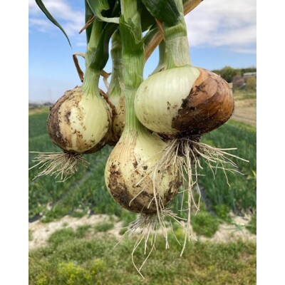 京野菜  新玉ねぎ  5kgセット