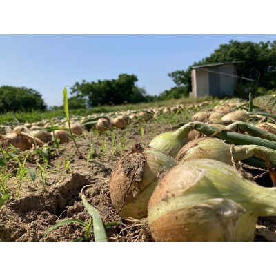 京野菜  新玉ねぎ  5kgセット