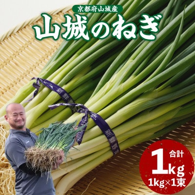京野菜　山城のねぎ 1kg