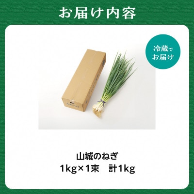 京野菜　山城のねぎ 1kg