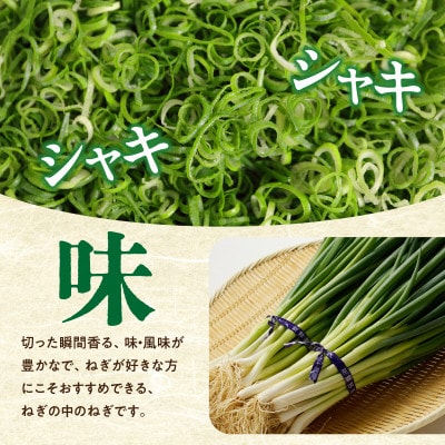 京野菜　山城のねぎ 2kg