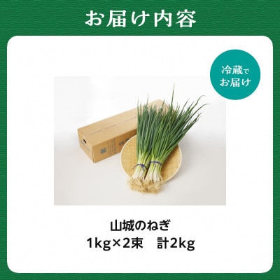 京野菜　山城のねぎ 2kg