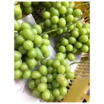 【京都産】シャインマスカット　約800g