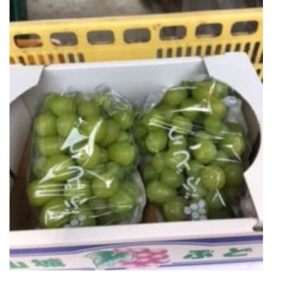 【京都産】シャインマスカット　約1.5kg