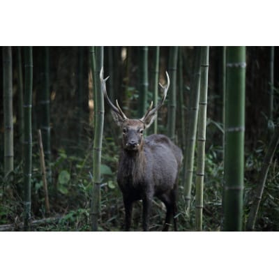 鹿角の茶杓