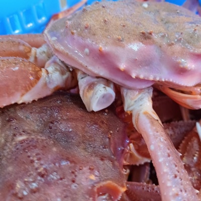 【訳あり】北海道噴火湾産 生オオズワイガニ 約2.5kg (オスメス混合)