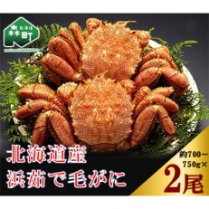 前浜茹で毛がに2尾(約700-750g) | ふるさと納税のお礼品
