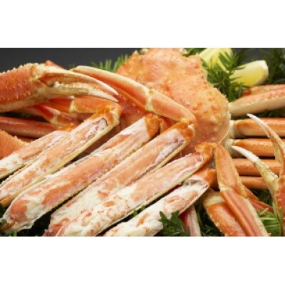 北海道森町水揚げずわいがに5尾(約500～550g)