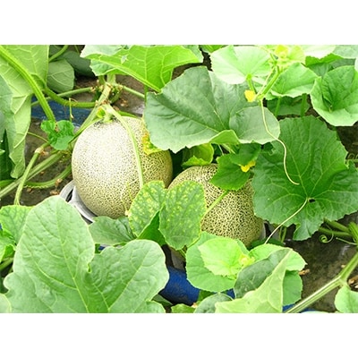 【先行受付】北海道森町産赤肉メロン2～3玉入り(1箱4kg前後)