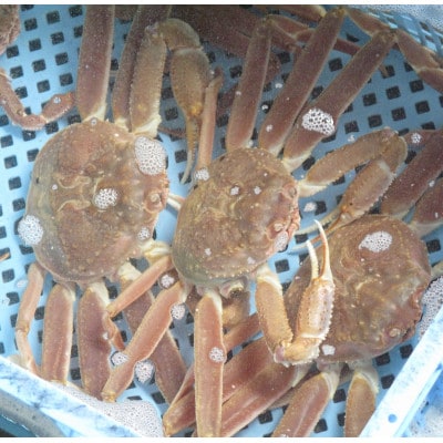 【訳あり】北海道噴火湾産 活オオズワイガニ(中小サイズ)1.5kg詰め込みセット