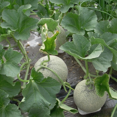 北海道森町産　赤肉メロン　2玉セット(1玉約1.3-1.6kg)