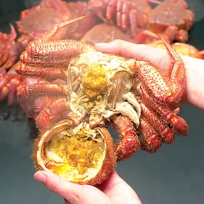 2022年10月発送開始『定期便』浜ゆで毛ガニ×1尾・森町ポーク焼肉セット(900g)全2回