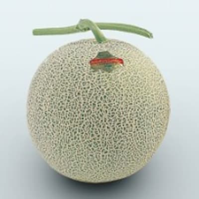 【2024年夏発送】鳥潟農園・おにうしレッドメロン約2.5kg×1玉