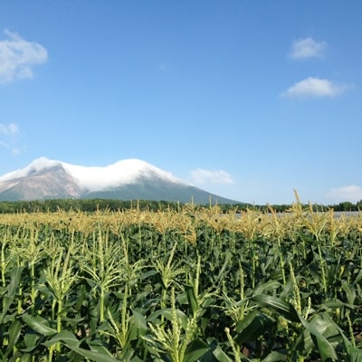 北海道鳥潟農園・真っ白なとうもろこし10本