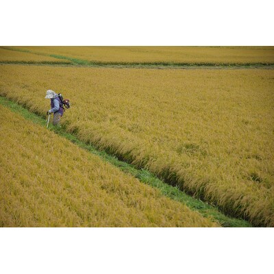 くんねっぷ米太郎(北海道産ななつぼし5kg)精米