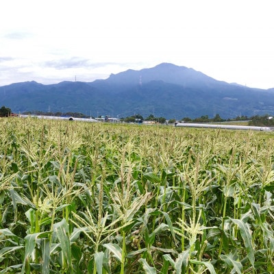 朝採とうもろこし【2025年7月上旬より順次発送】約4kg
