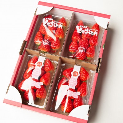 新鮮! 『とちおとめ』・『とちあいか』 (250g×4パック) 食べ比べセット