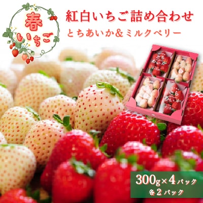 【春いちご】紅白いちご(とちあいか、ミルキーベリー)詰め合わせ(300g×2パックずつ)