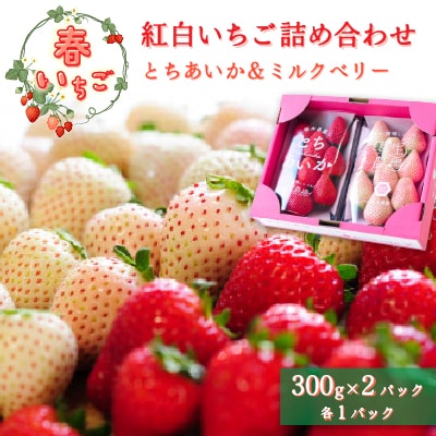 【春いちご】紅白いちご(とちあいか、ミルキーベリー)詰め合わせ(300g×1パックずつ)