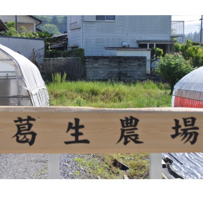 【春イチゴ】『葛生農場』栃木の新品種『とちあいか』(260g×2パック)