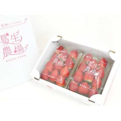 【春いちご】栃木のいちご食べ比べ!「2品種組み合わせ!」セット(260g×2パック)