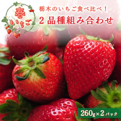 【春いちご】栃木のいちご食べ比べ!「2品種組み合わせ!」セット(260g×2パック)