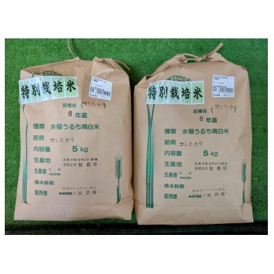 令和6年収穫 栃木県佐野市産コシヒカリ 5kg×2袋 | 栃木県佐野市