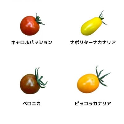 カラフルミニトマト　彩り豊かなミニトマト詰め合わせ8種類+1種