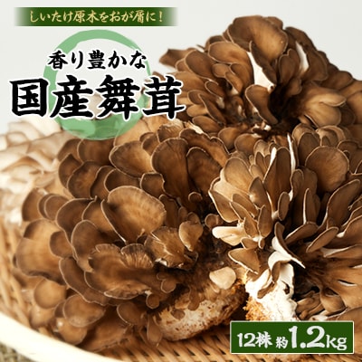 舞茸　12株