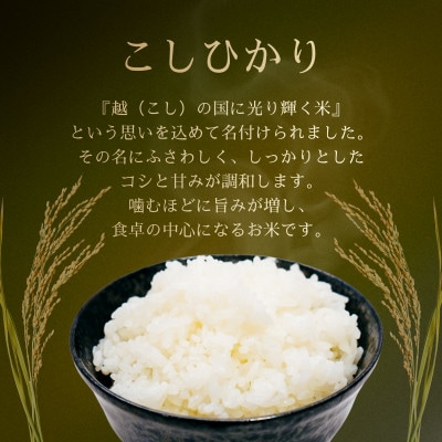 令和7年産　特別栽培米コシヒカリ　10kg(5kg×2袋)