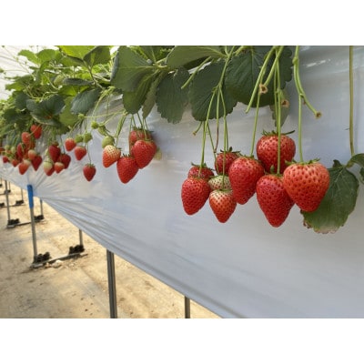 佐野観光農園アグリタウン「いちご狩り」招待券