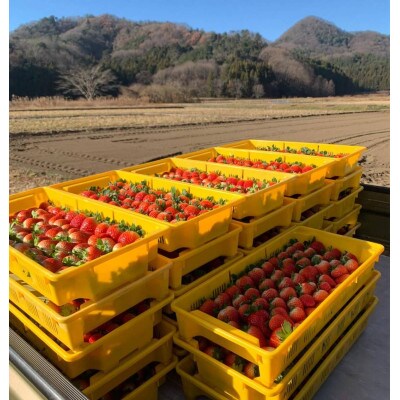 厳選いちご【とちあいか】大粒パック 2パック(計約700g)