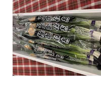 東金市特産　極楽ねぎ　150g×25束
