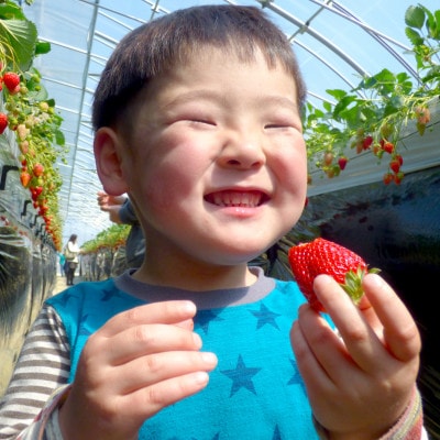 道の駅 みのりの郷東金 いちご狩り 30分間食べ放題 1名様