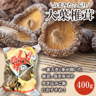 大葉椎茸 400g